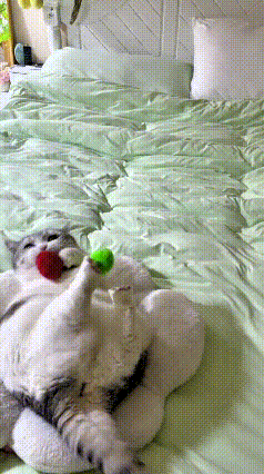 给俺家小猫买了红绿两个小球，小家伙天天爱不释手，硬生生练出一身绝活。球掉了立马捡