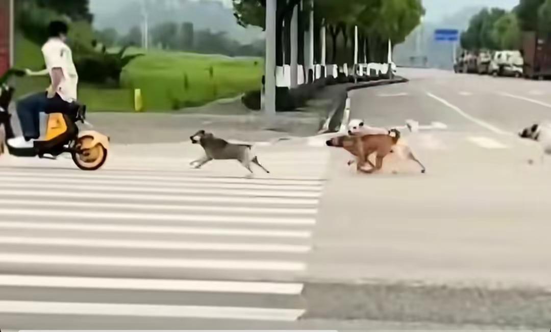 最近骑电动车出门要格外小心，时不时有狗追着咬你，小心被咬伤。