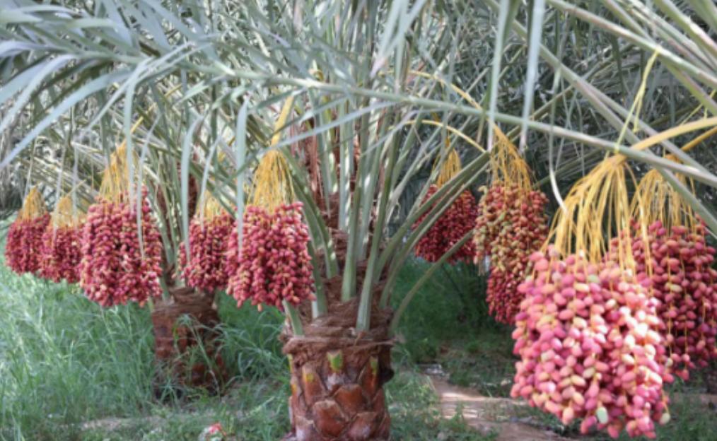 埃及在沙漠种植椰枣，改善了恶劣环境，甚至靠出口赚取了30亿，反观我国，2019年