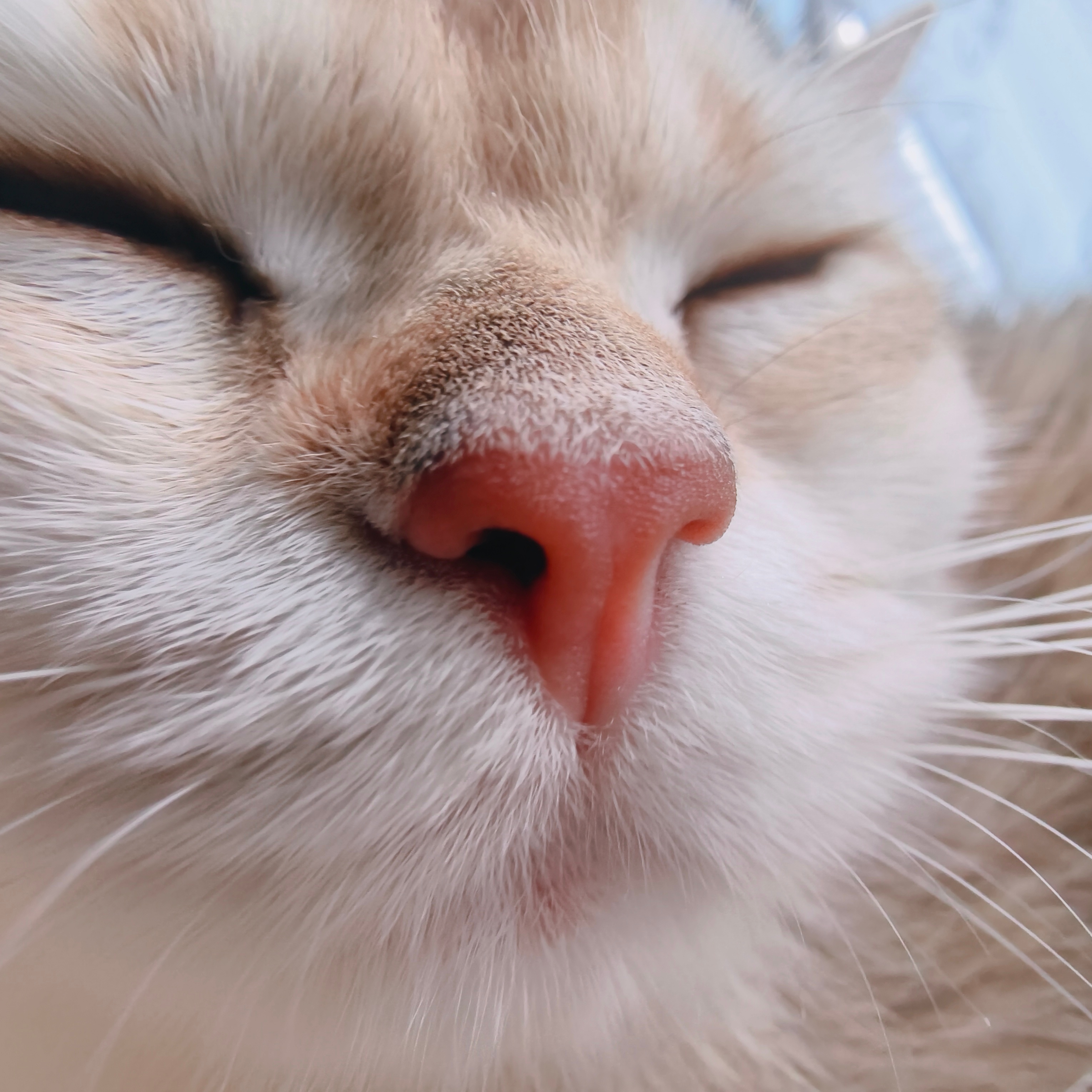 投到丑猫bot ​​​