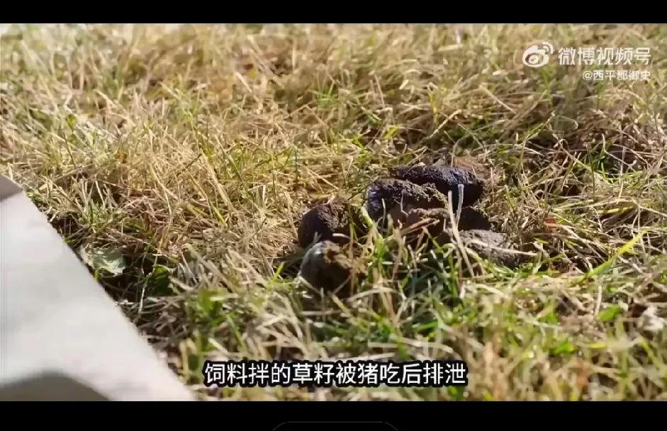 用猪来治理沙漠，这事只有咱们中国人能想得到，也只有咱们中国人能做得到。

内蒙古