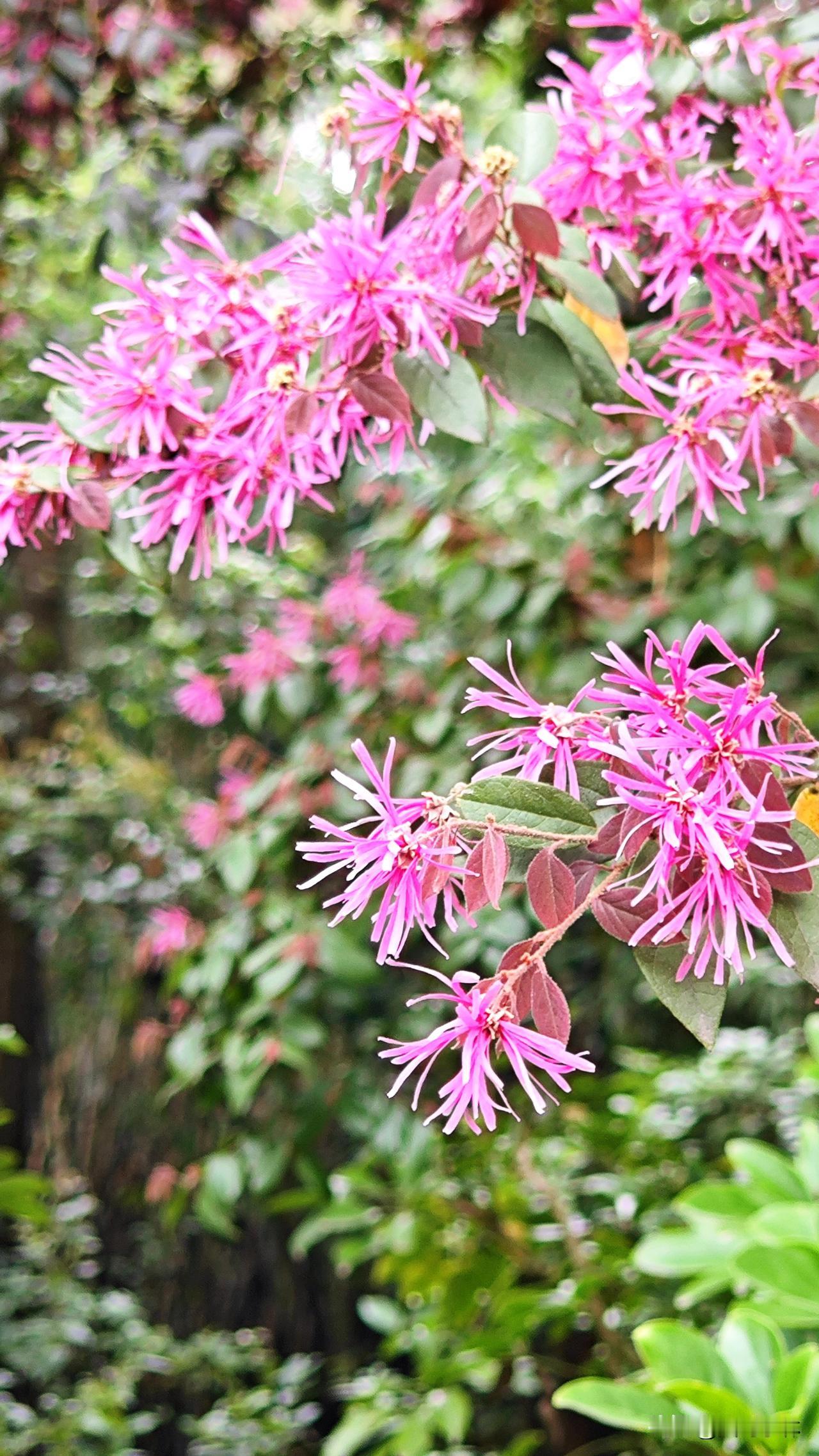春天，红花檵木热烈绽放，开成了一团红艳的大花球。

其花朵颜色浓艳奔放，象征着蓬