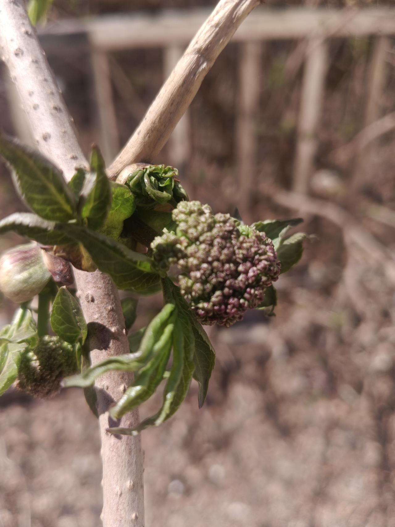 真正的含苞待放[赞][赞]