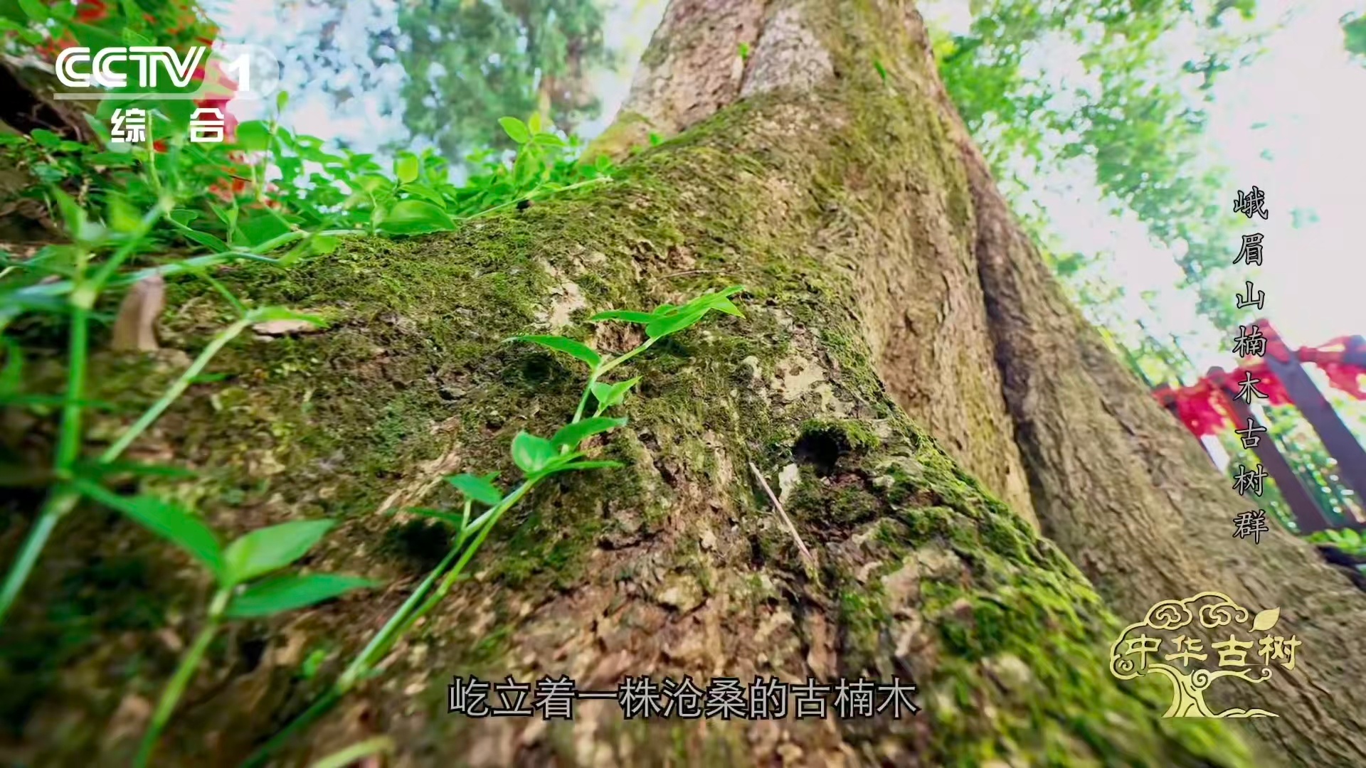 峨眉千年楠木王有十几层楼高峨眉山有座会生长的露天博物馆它不是一棵树，是时间竖起的