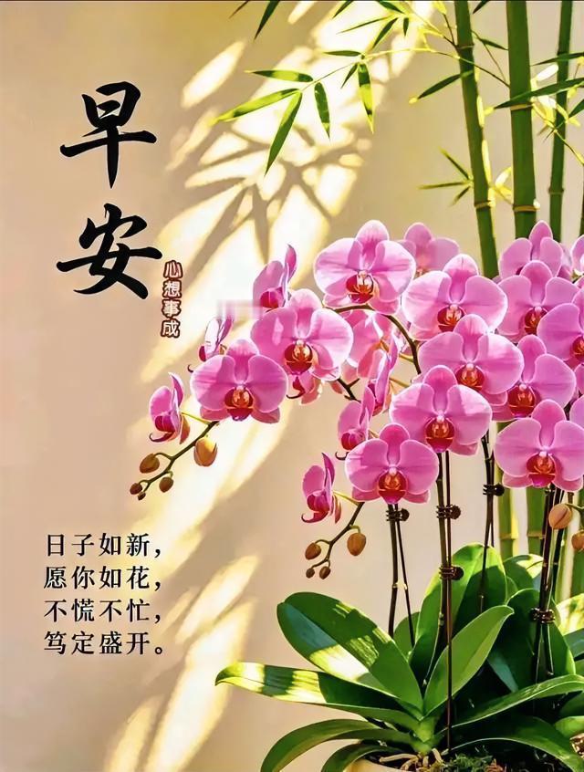 早安！愿你如花般绽放，不慌不忙，笃定盛开，心想事成，日子如新。
分享一张花的照片
