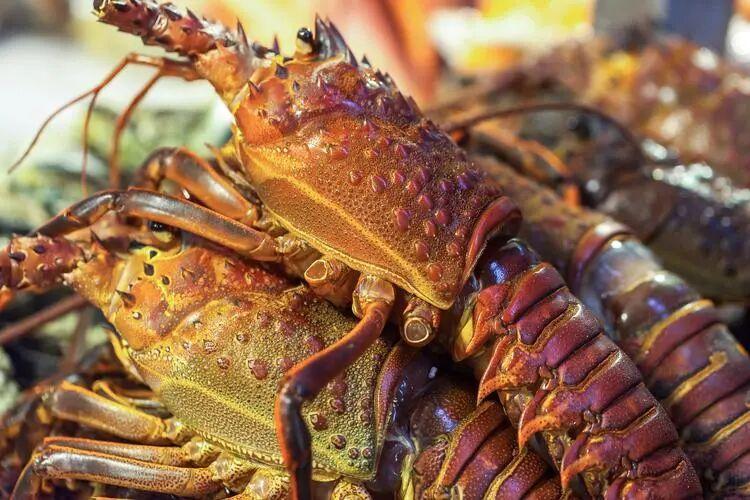 近日，英国环境、食品与农村事务部发布战略文件，明确将活龙虾直接投入沸水烹煮的做法