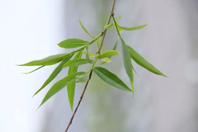 《鹧鸪天·赠妻》
柳叶娥眉杏子瞳，温言软语笑春风。
持家有道操晨暮，教子多方沥血