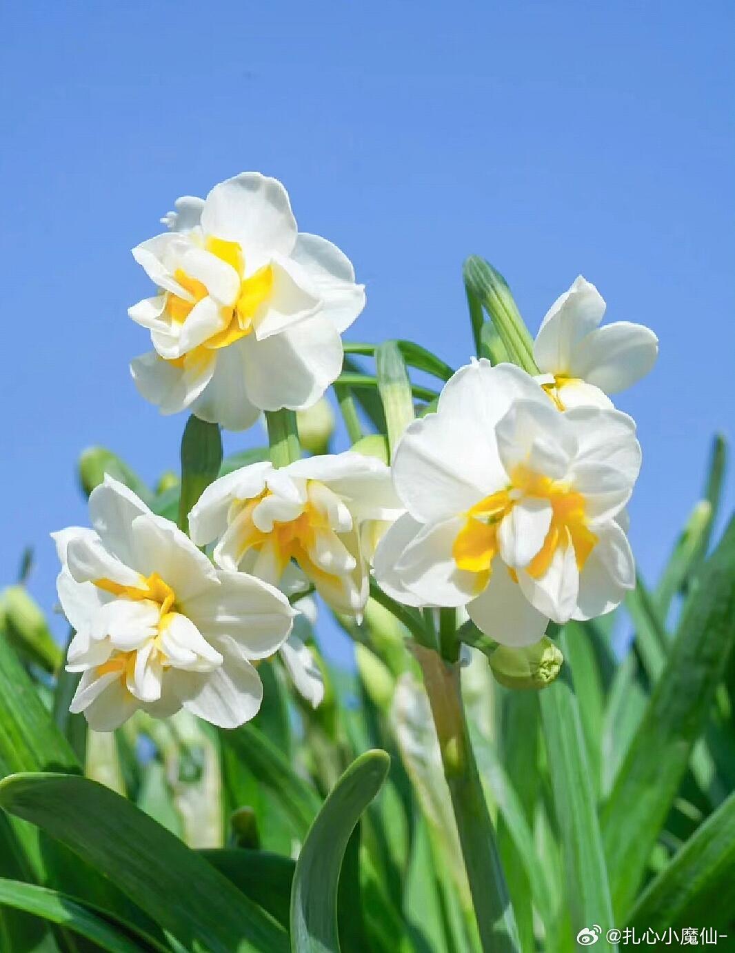 爱己水仙成了云南花市新宠🌷水仙花花语“爱自己”！爱你，老己天天见