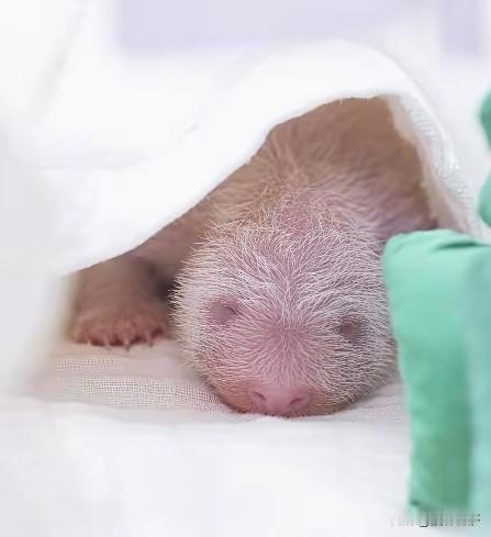 优雅的爱女士终于生了
看到那个粉嘟嘟的熊猫宝宝
大家都激动的流下了高兴的泪水
