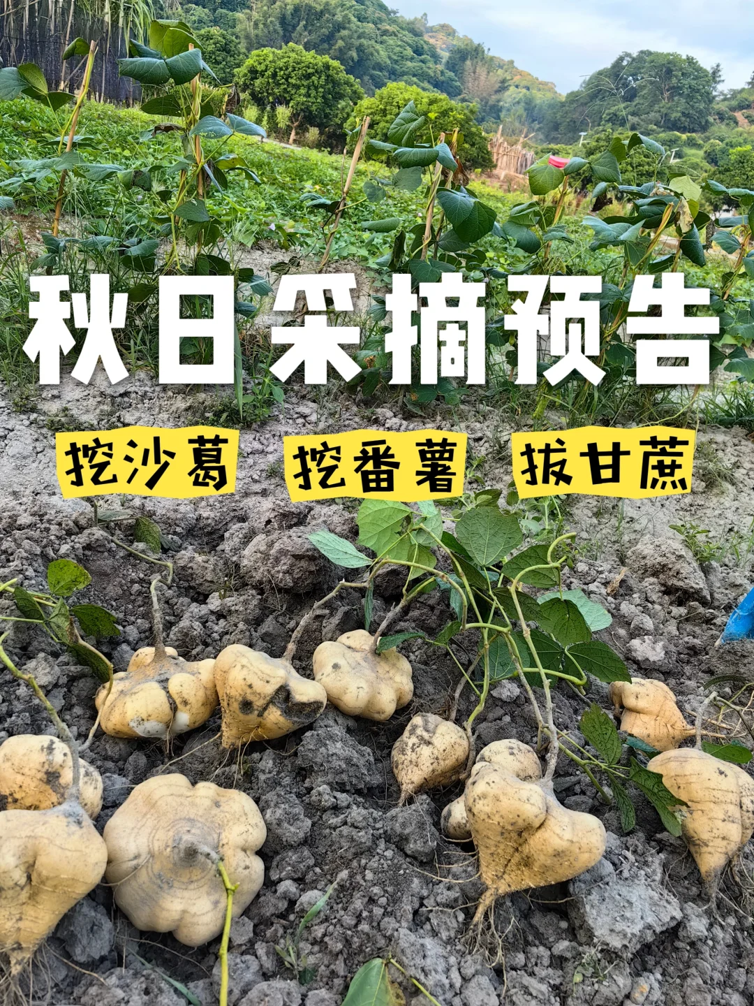 农村人的快乐！从化亲子采摘秋日预告