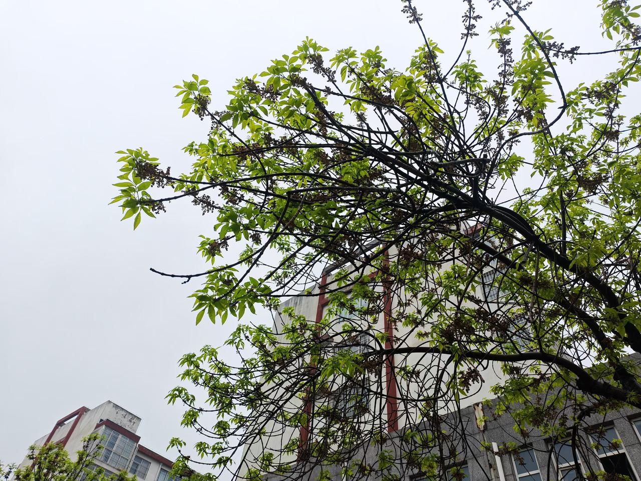 4月9号，这天的雨就没停过，从清晨一直淅淅沥沥下到现在。
本来以为春天该暖起来了