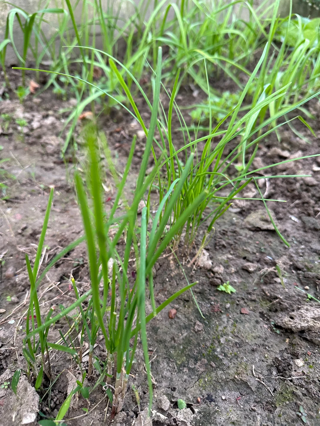 韭菜蛋肉葱玉米饼-右滑看现摘