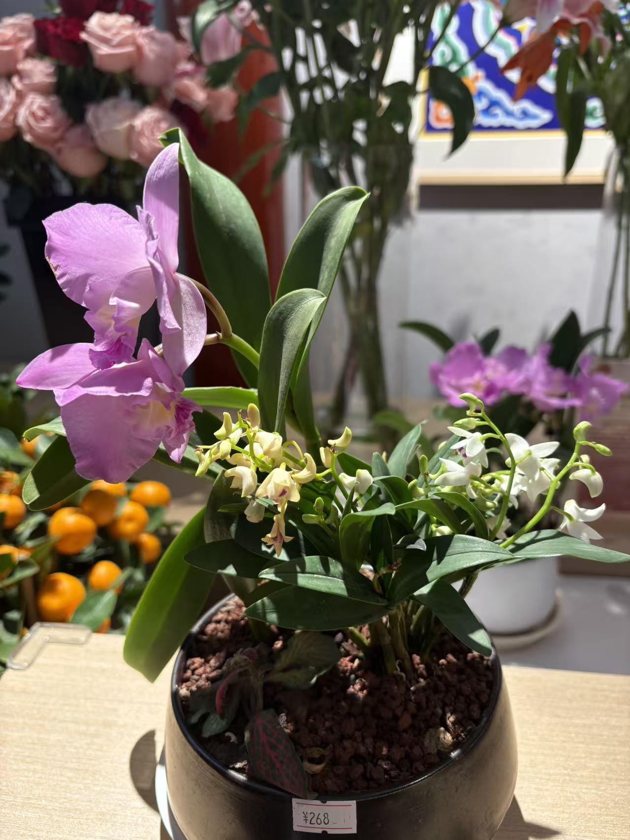 给大家分享一张绚烂绽放的非洲菊。在阳光的照耀下，它肆意绽放，美丽多姿又艳丽迷人，