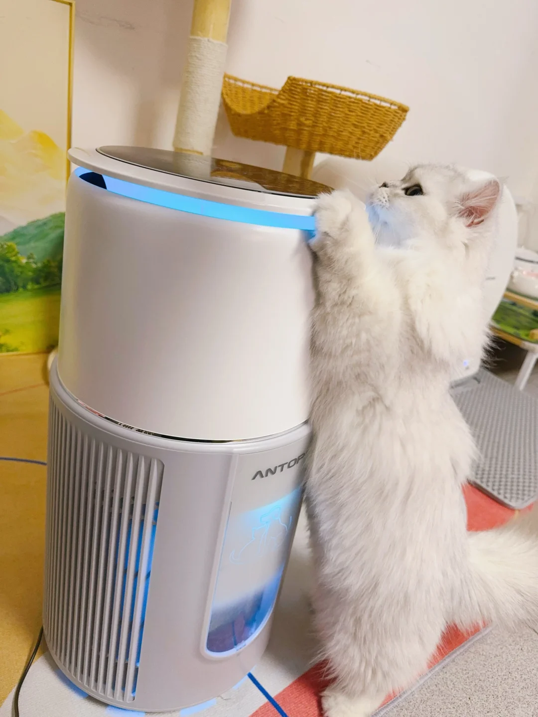 多猫家庭怎么能没有一台宠物空气净化器？