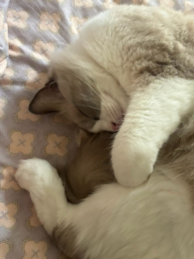 博主就是无孩2猫1狗女 ​​​