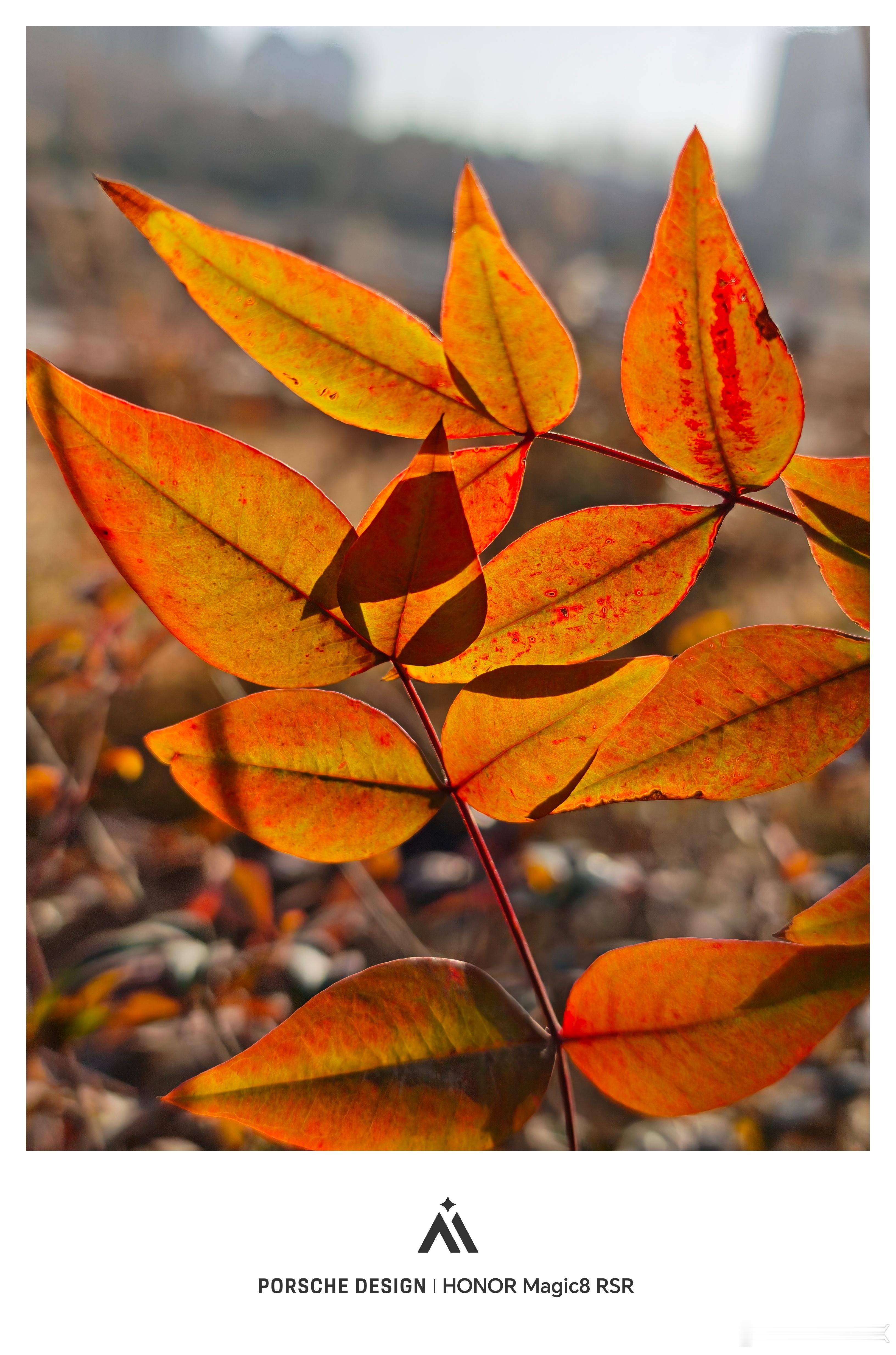荣耀Magic8 RSR随手拍无论白天夜晚出片都很纯净尤其是长焦夜景，素质很高 