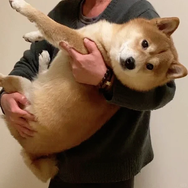 捉拿归案