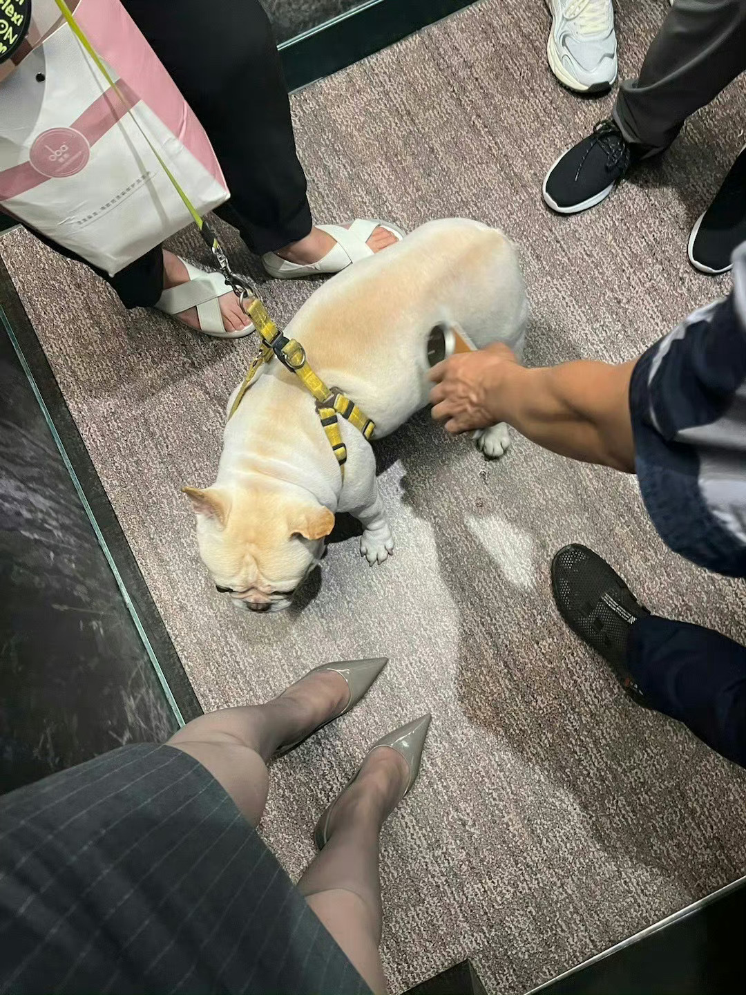 为什么一直蹭我 我身上有什么味道吗？ ​​​