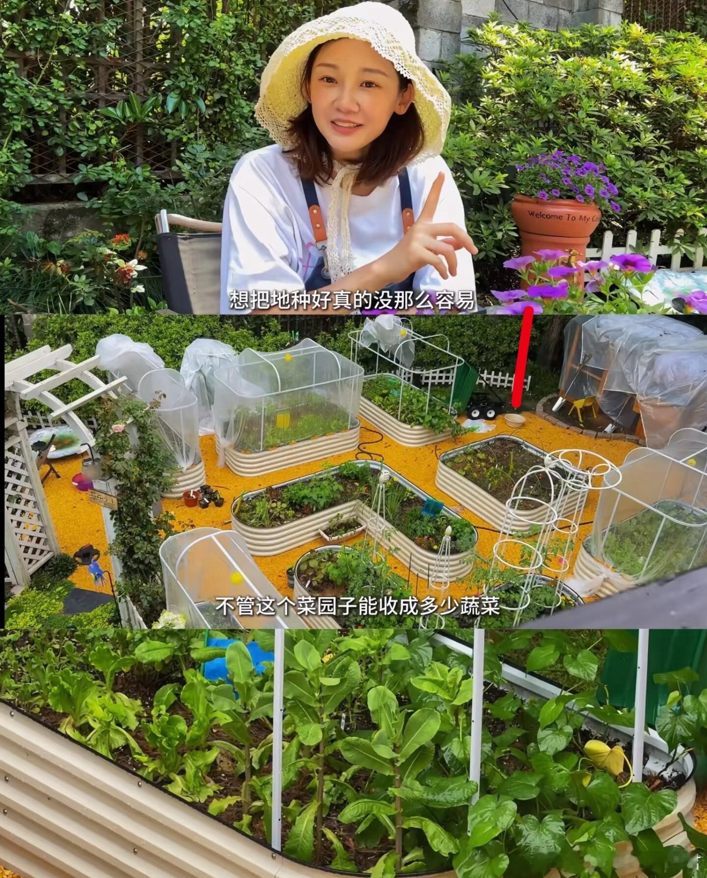 郑恺老婆苗苗种菜被网友吐槽了，其实种植就是这样的，新手一开始都不懂，都是一边学习