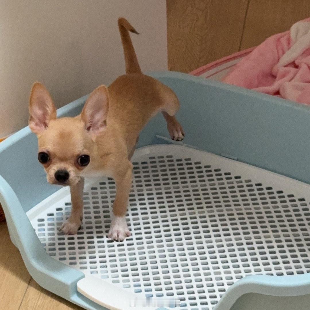 这死狗干什么 ​​​