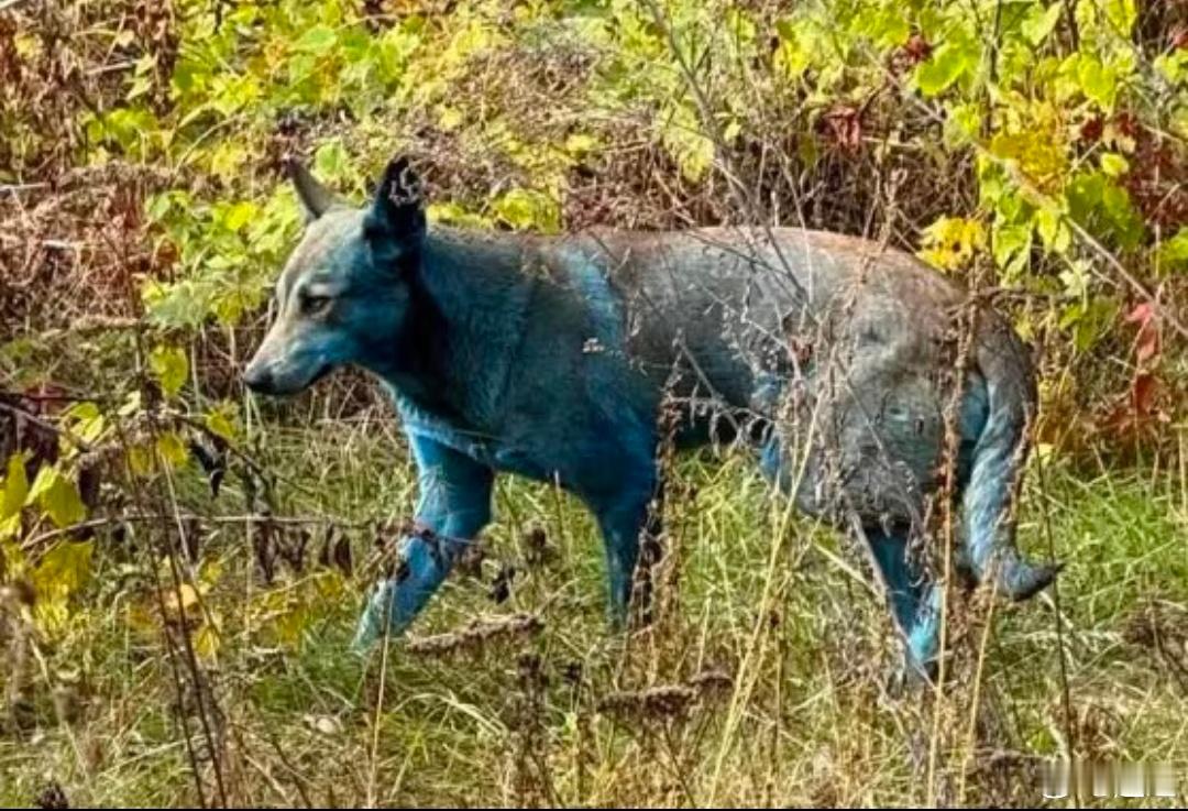 今天朝鲜日报阅读第四高的文章。切尔诺贝利发现三只绿色的狗。毛是绿的。当然很多人猜