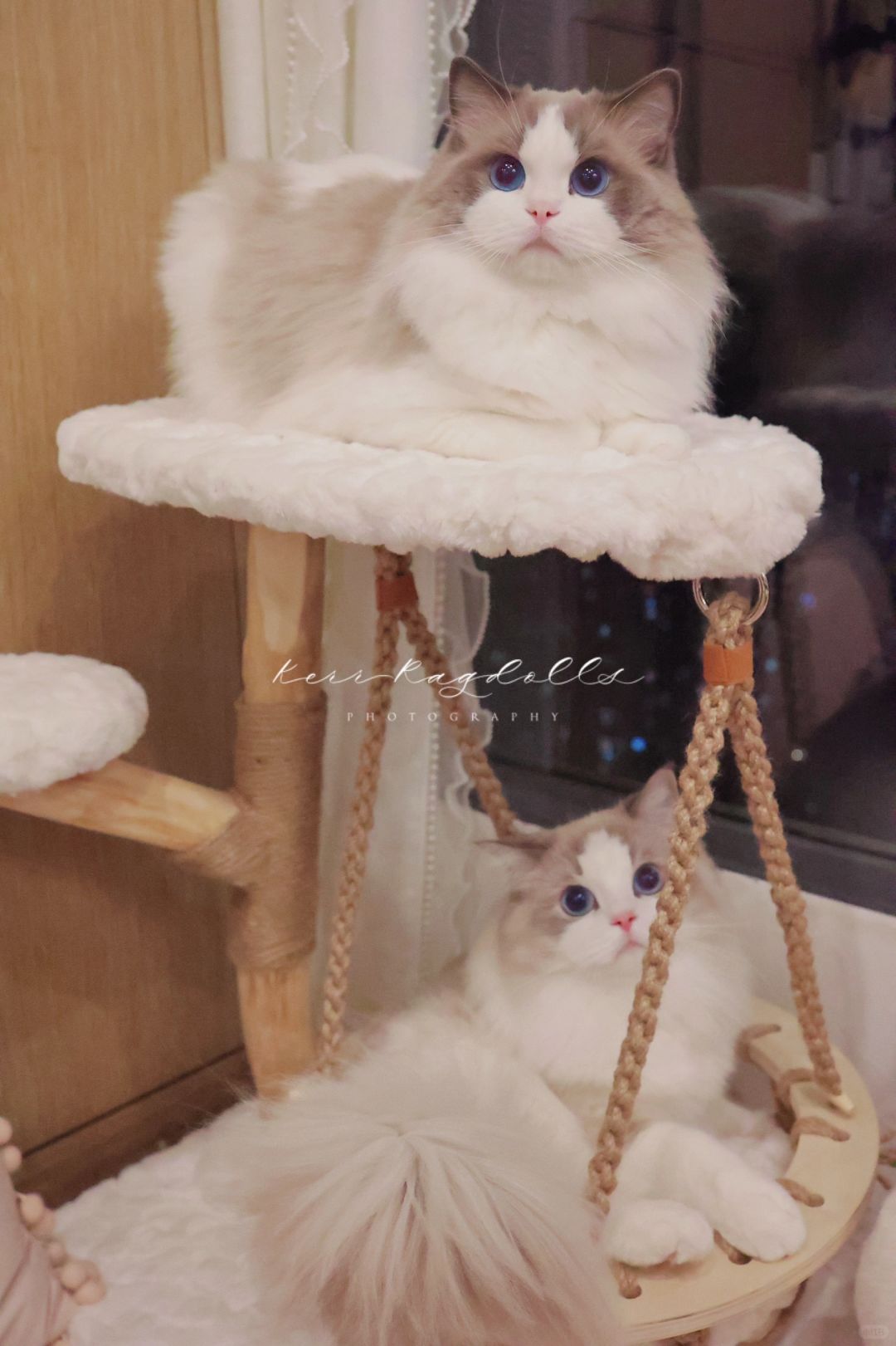 KERR布偶猫｜小猫咪的小秋千！