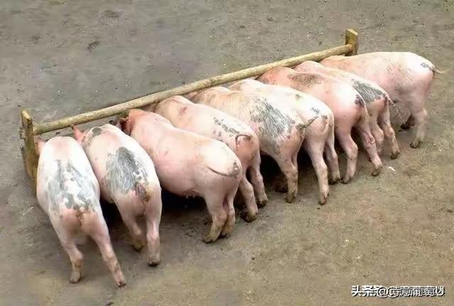 1985年，西藏边境的一个边防连里，本来养了十头猪，结果有一头猪在一次剧烈运动后