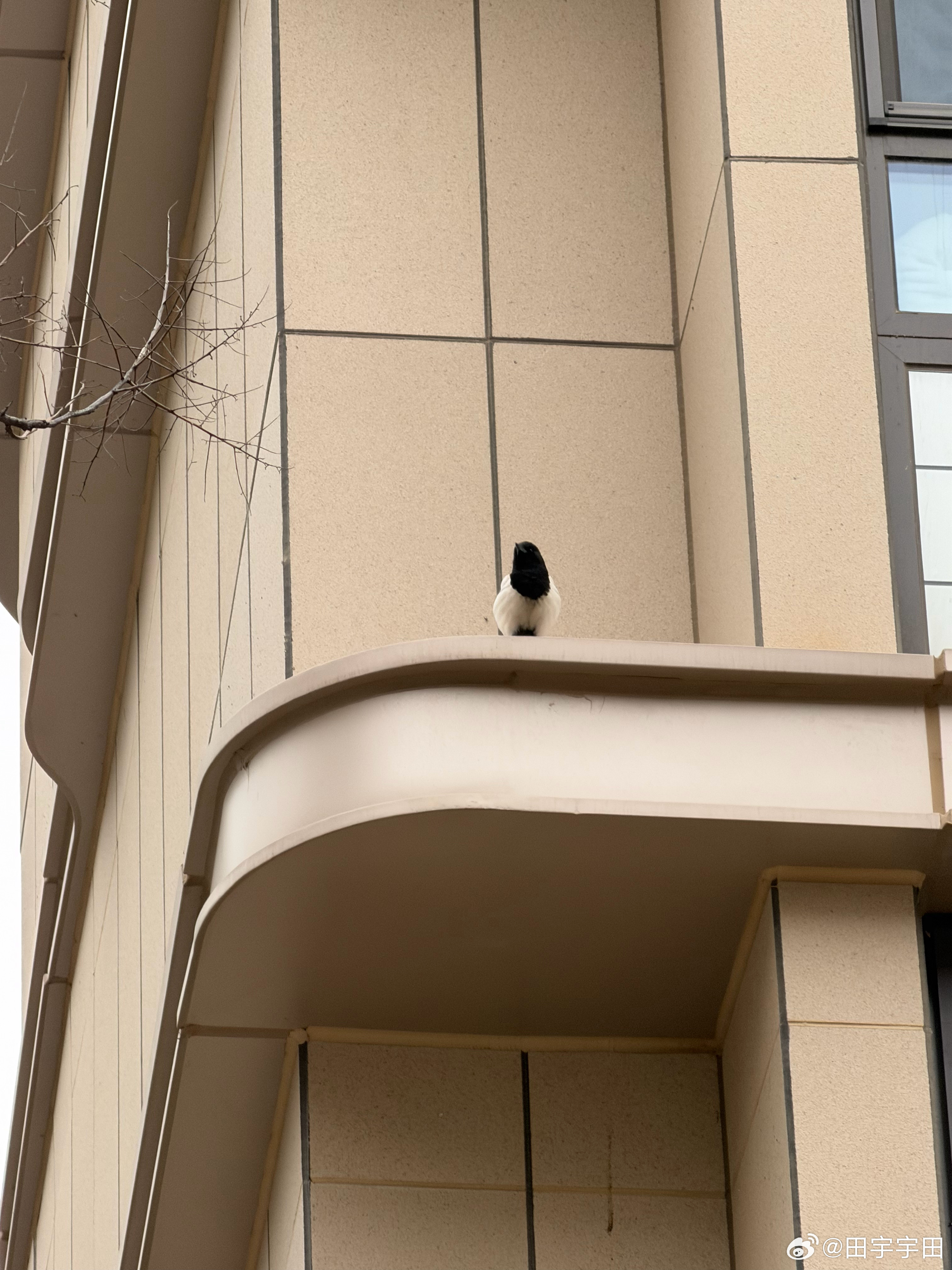 小区里的喜鹊可真多！又到周末喽，开心😃生活手记 北京