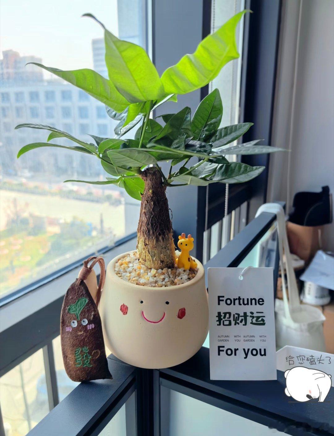 一盆发财树🌱愿日子安稳，财运与好运都如约而至。心怀期许，慢慢向好✨交易感悟生活