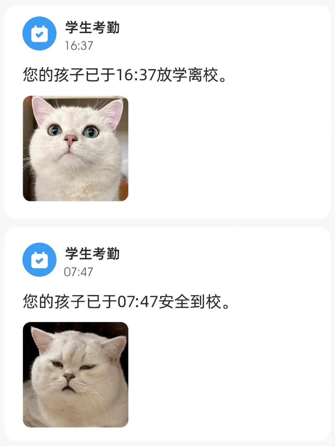 看吧，小猫早八也显老！