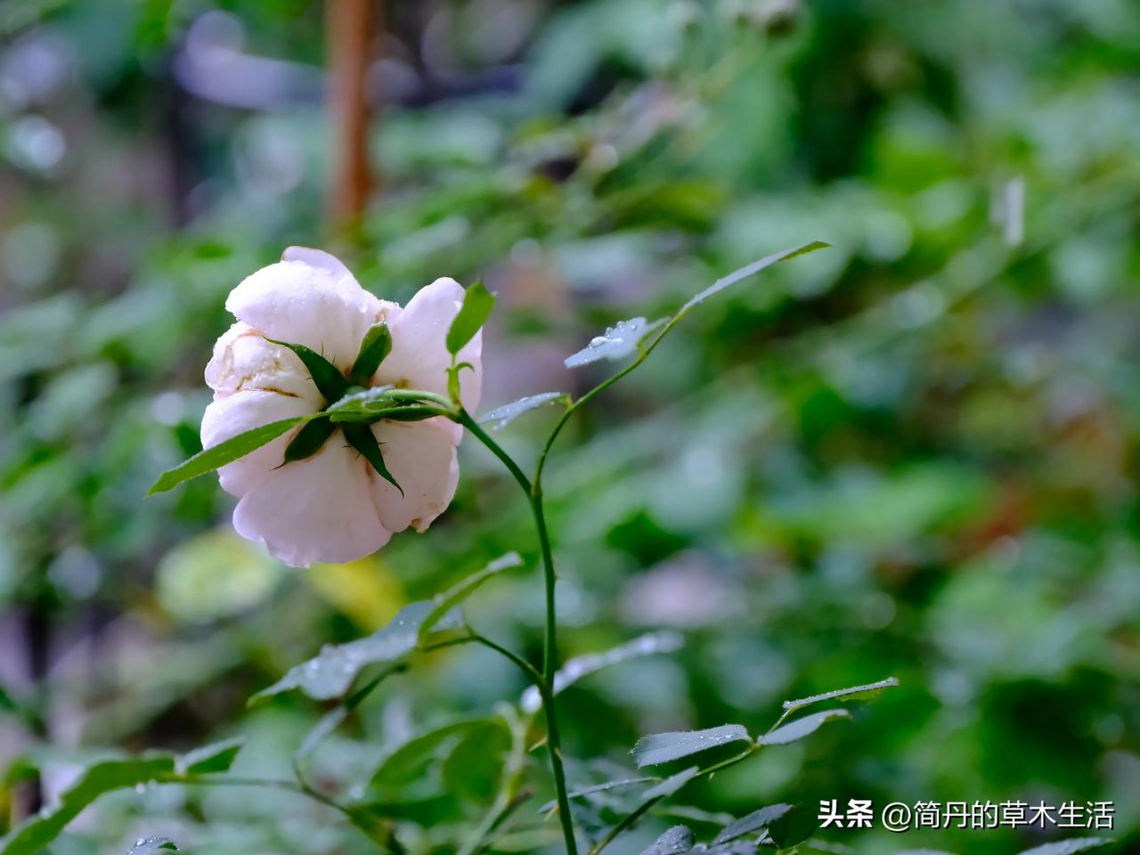 早起，外面还在下着小雨，是那种悄无声息的，叶子上的雨珠也是静静的，除非走进雨里，