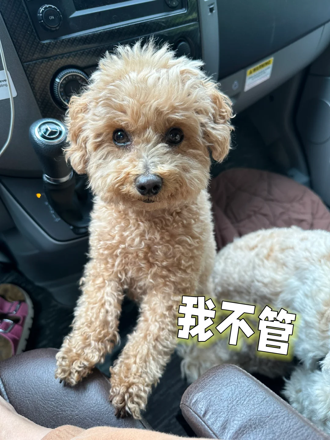 我不管我要叫我的小狗玫瑰