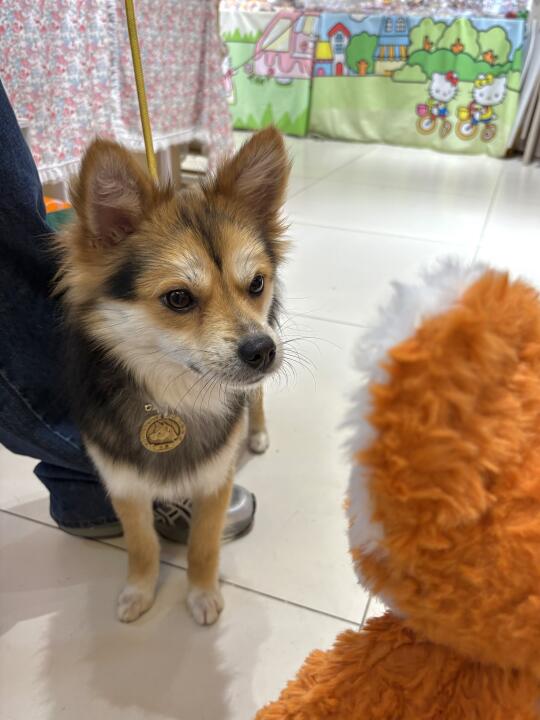 我们打算给小黑找领养了