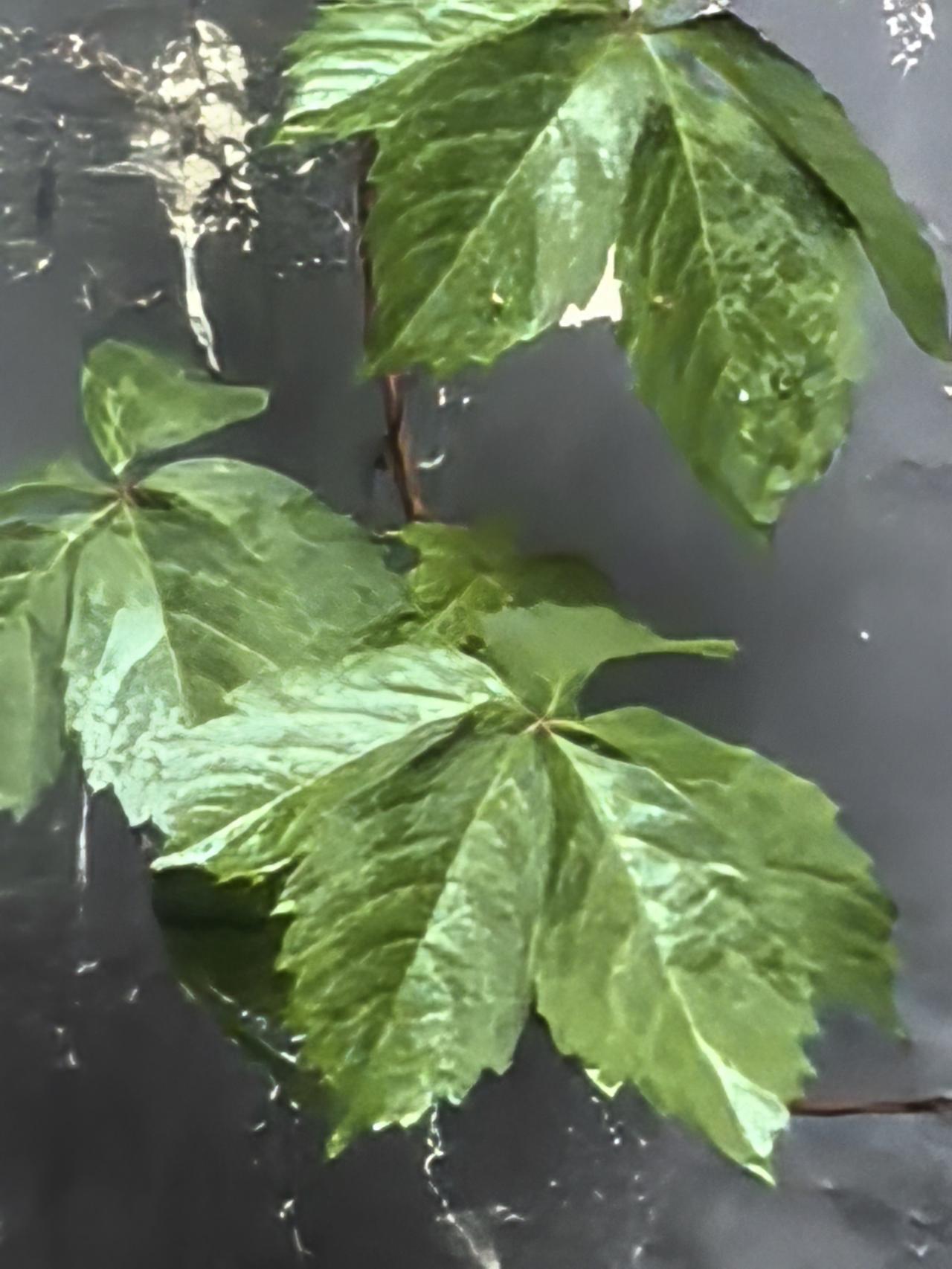 清新自然，绿意盎然，大自然的馈赠就是这么慷慨！