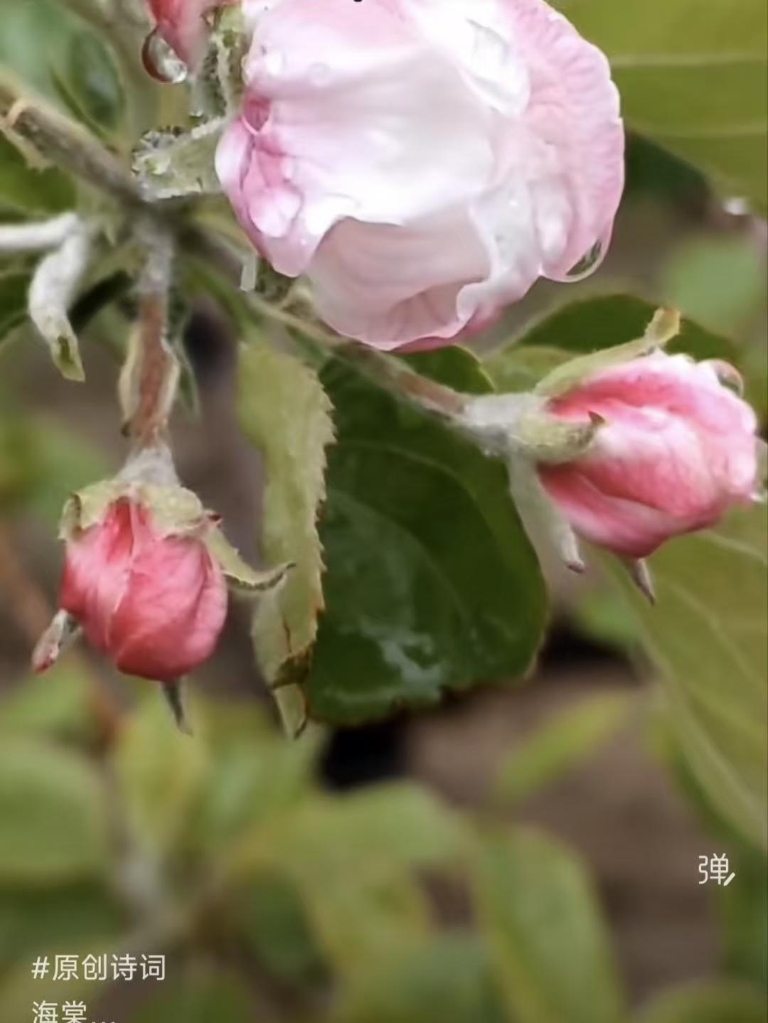 海棠
娇娆红蕊叶青新，
开到秾华已暮春。
雨过清明颜色褪，
断肠花似断肠人。