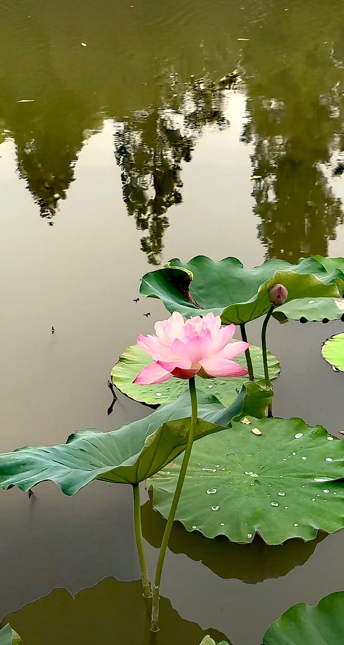 分享你手机拍摄的花朵随手拍～