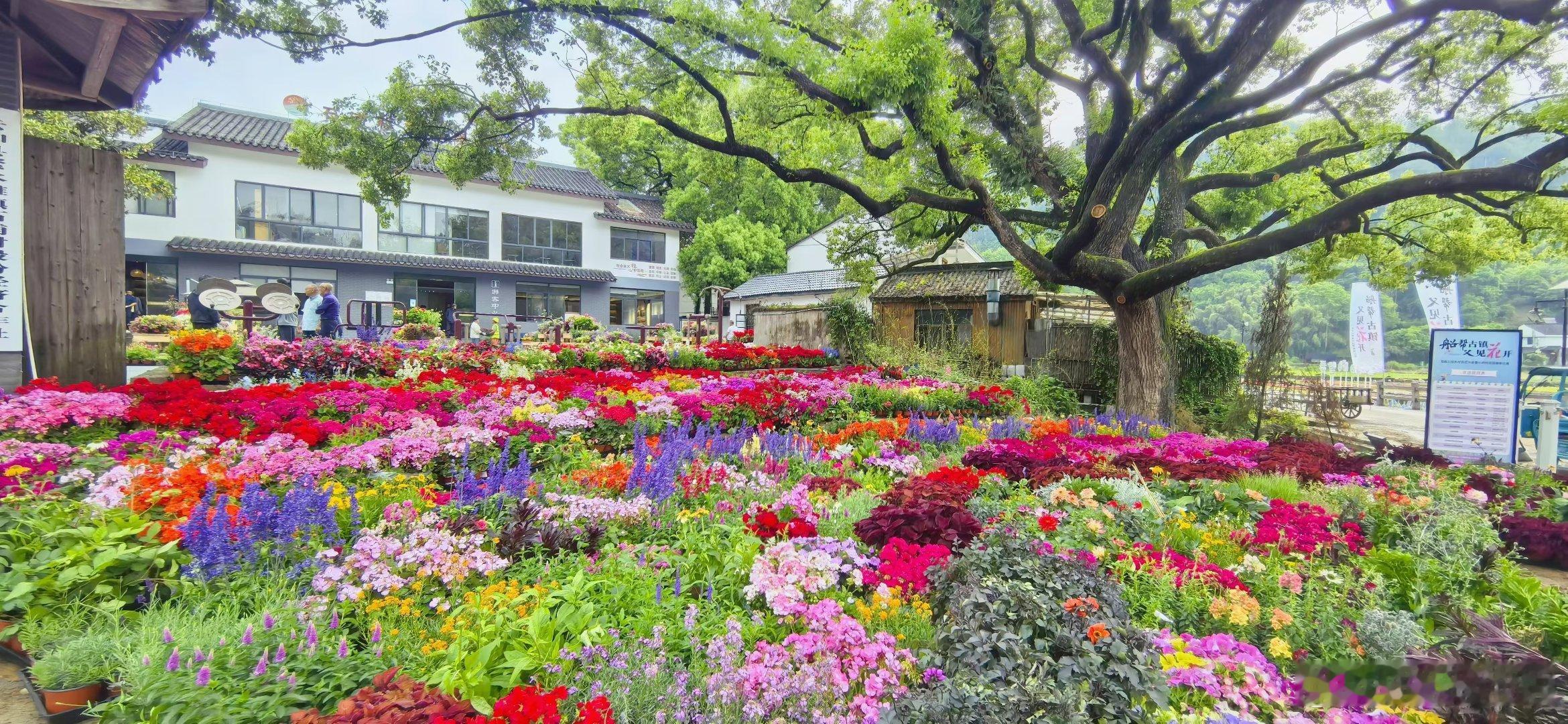 【一起赏花呀】醉美石浦，花开正艳！五一约起来啊！和你耕云 ​​​