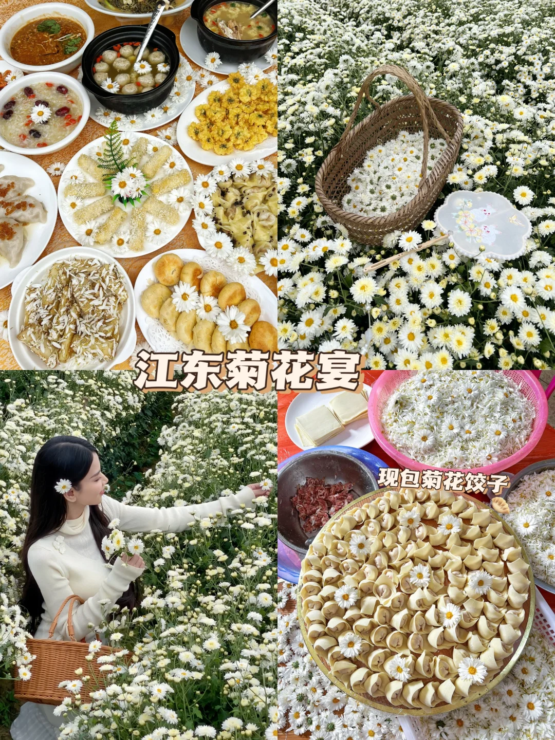 潮州附近游｜江东菊花宴