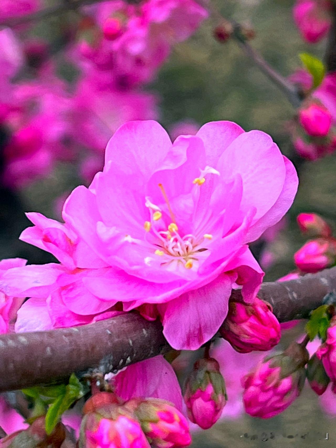 #如果是自己女儿远嫁你会同意吗?#
不同意，娘家是女儿的根，离的太远被欺负了也不