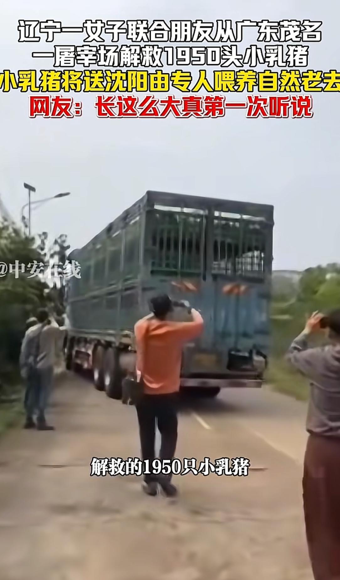 我真的看不懂了...
辽宁一女子发视频称，自己联合朋友从广东茂名一屠宰场解救19