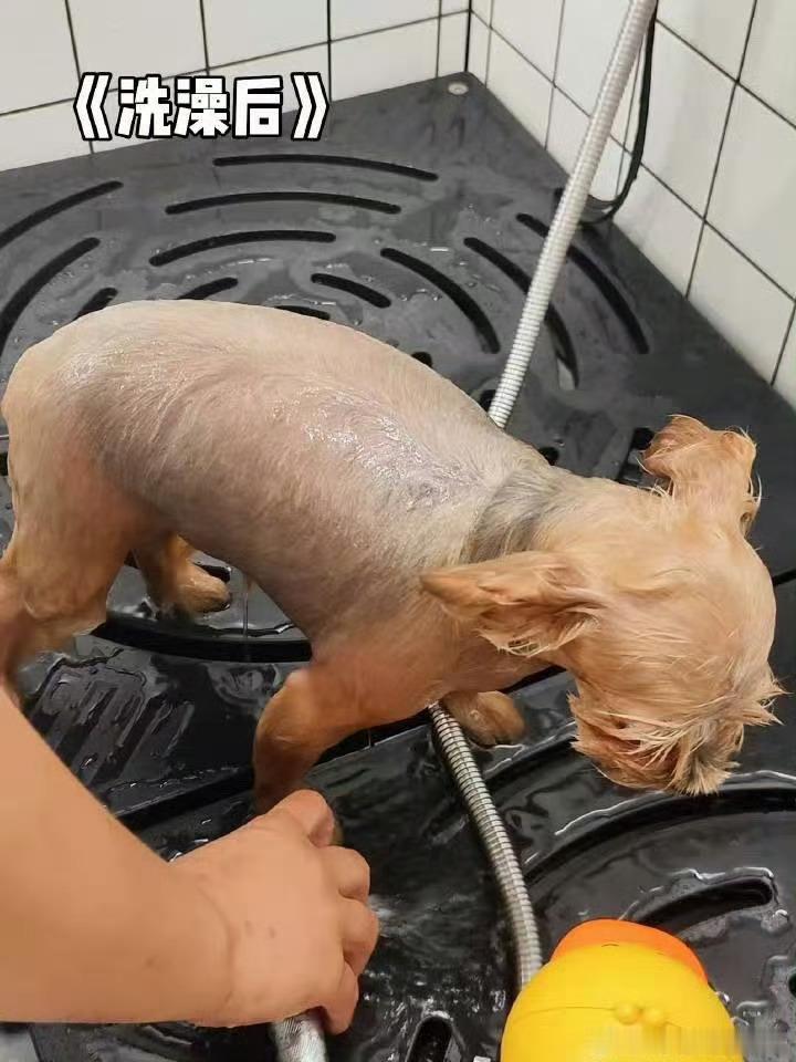 想吃QQ肠