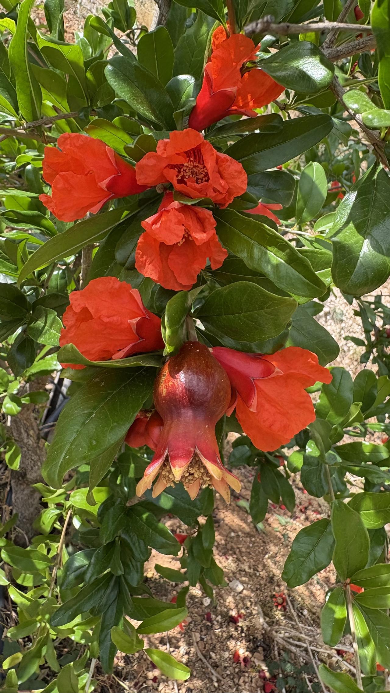 软籽石榴通常是败育花多于完全花，比如图片中的有果子的果花，还有钟型花，我们不必太