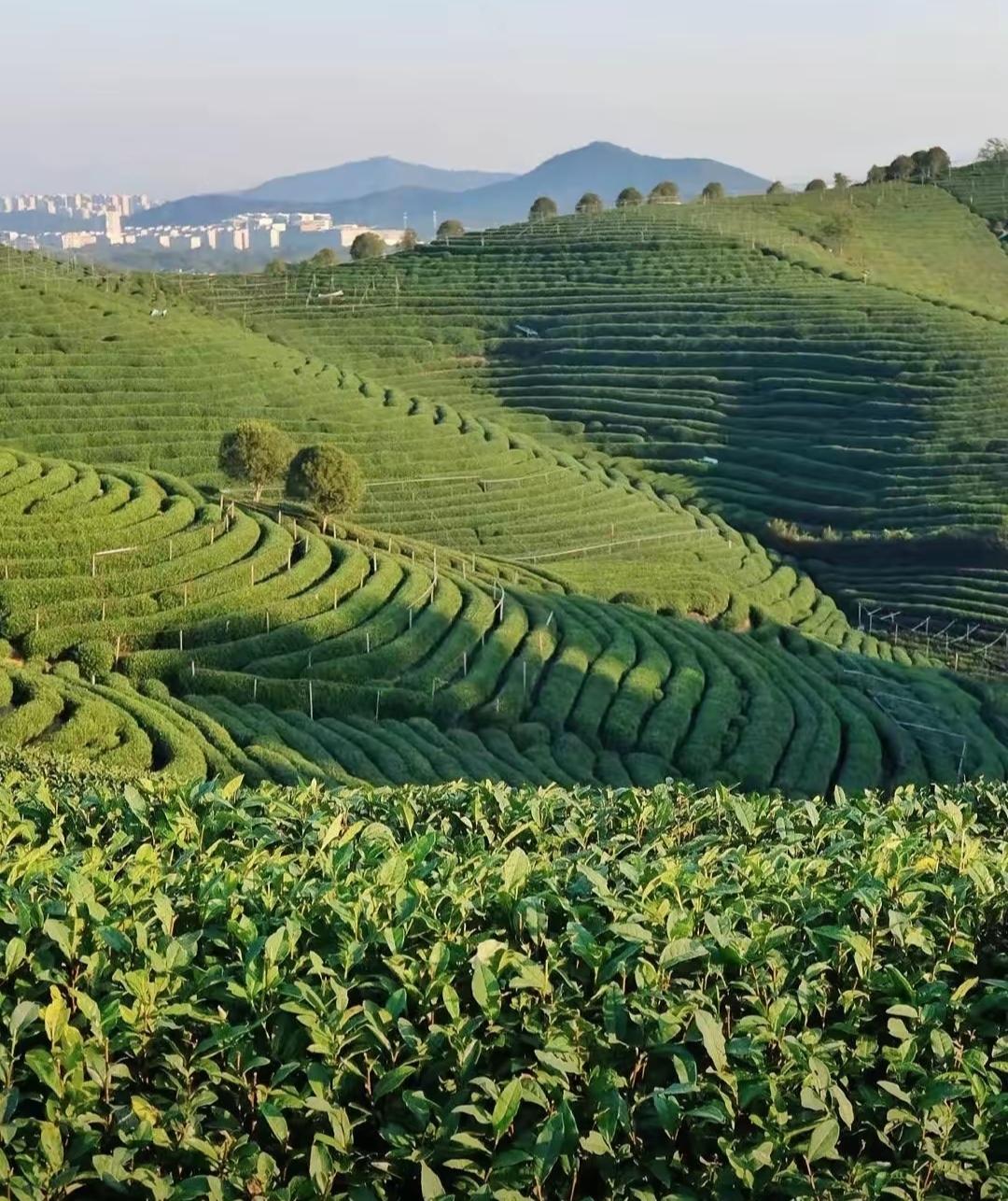 以前，父母很忙
孩子呢基本是放养
现在，父母很用心
孩子呢基本上是圈养
以前，