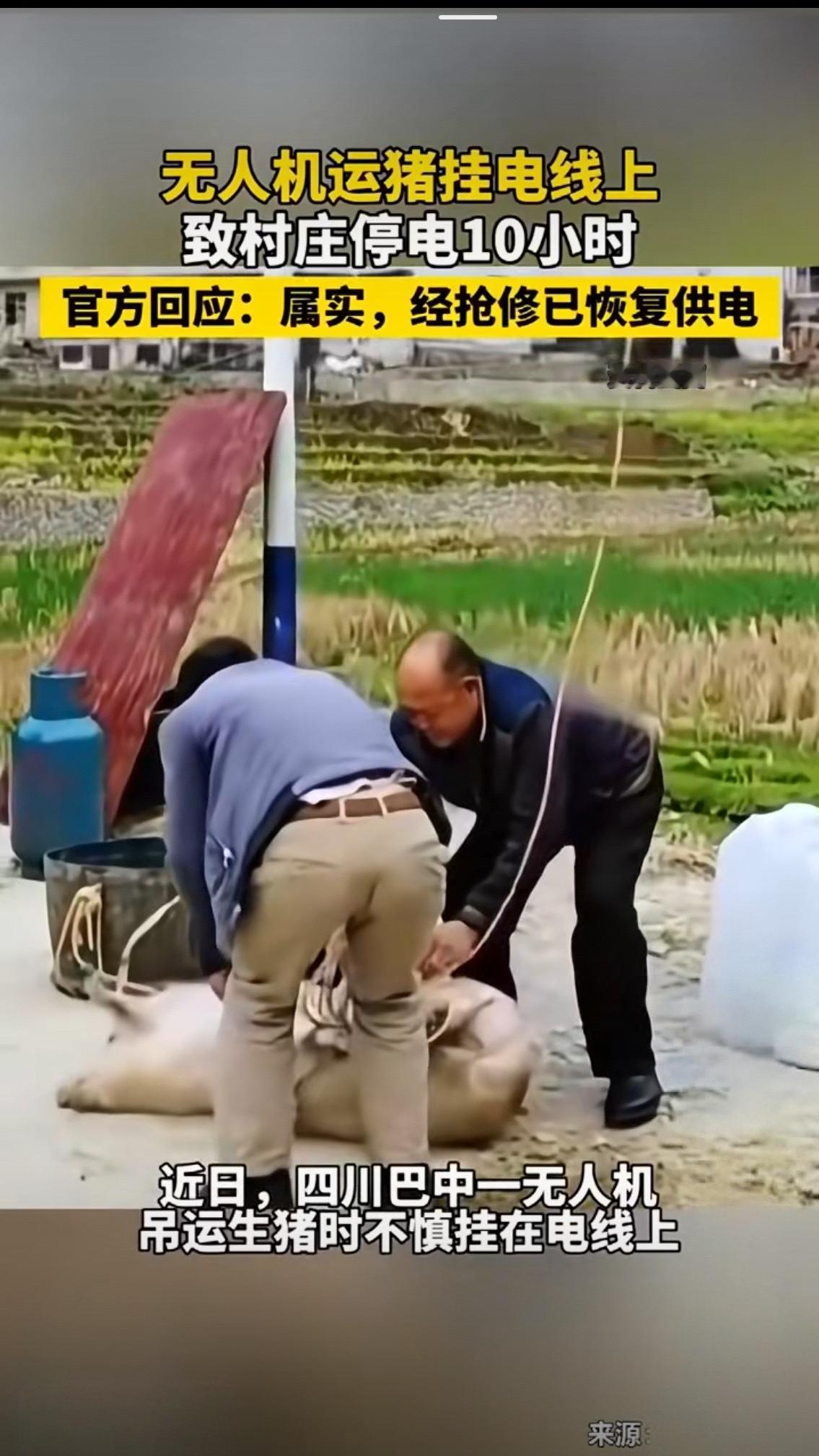 猪飞上天却坑了全村！无人机运猪挂电线停电10小时，这波操作真的省事儿吗？
 
近