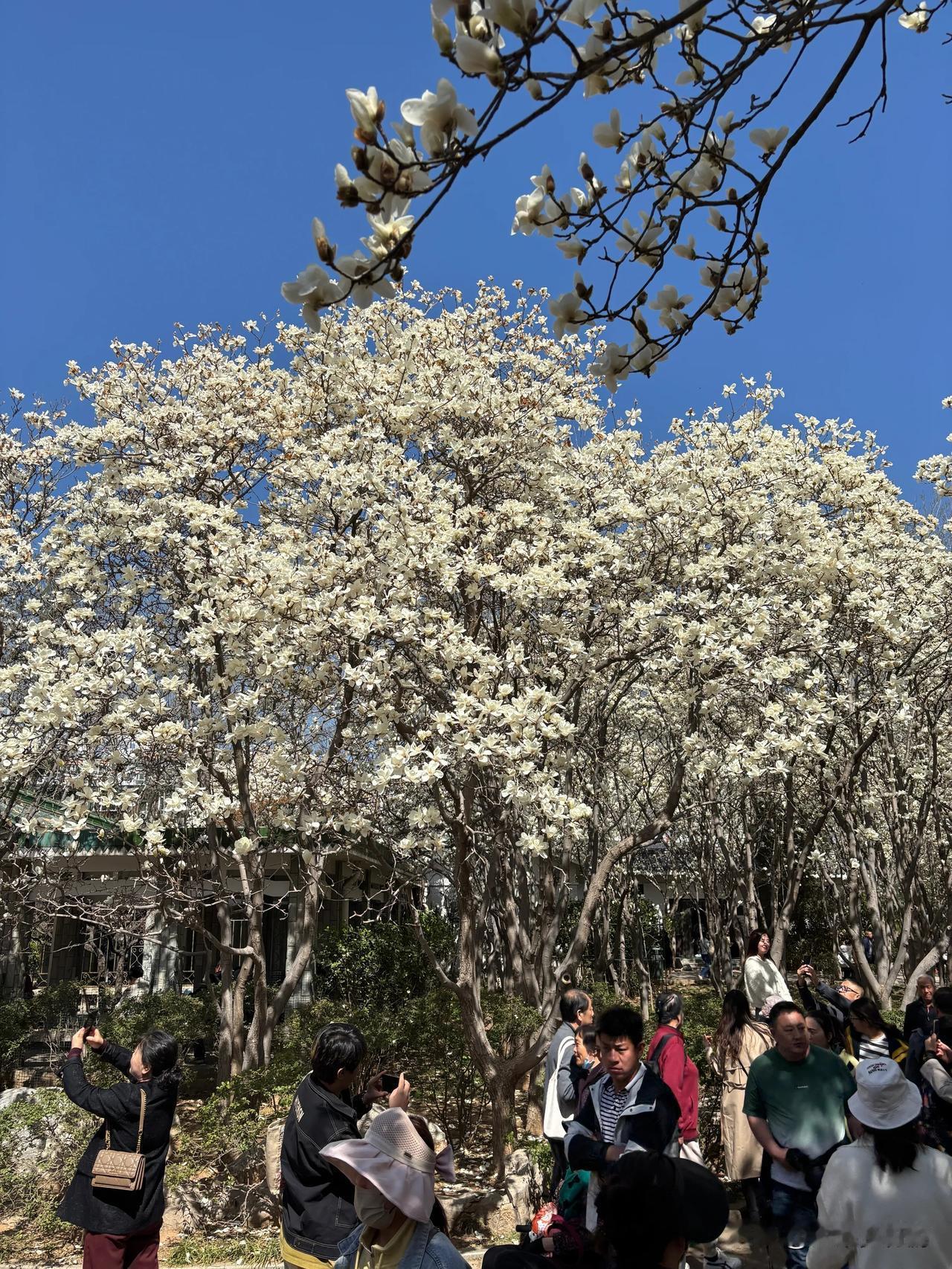 3.20实拍，周末恐怕会堵得厉害极了！玉兰花大道

今日春分，济南的玉兰花大道又