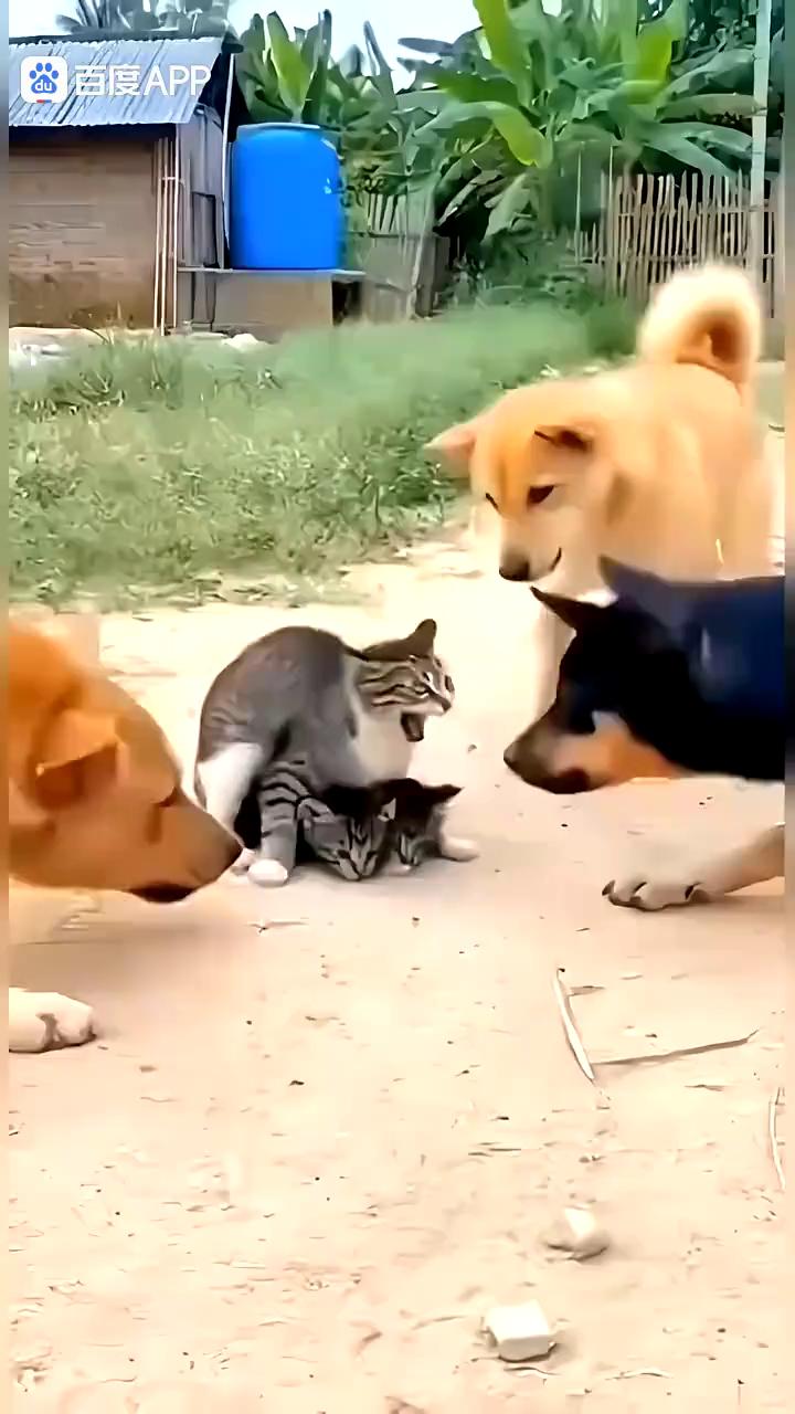 哈哈哈。