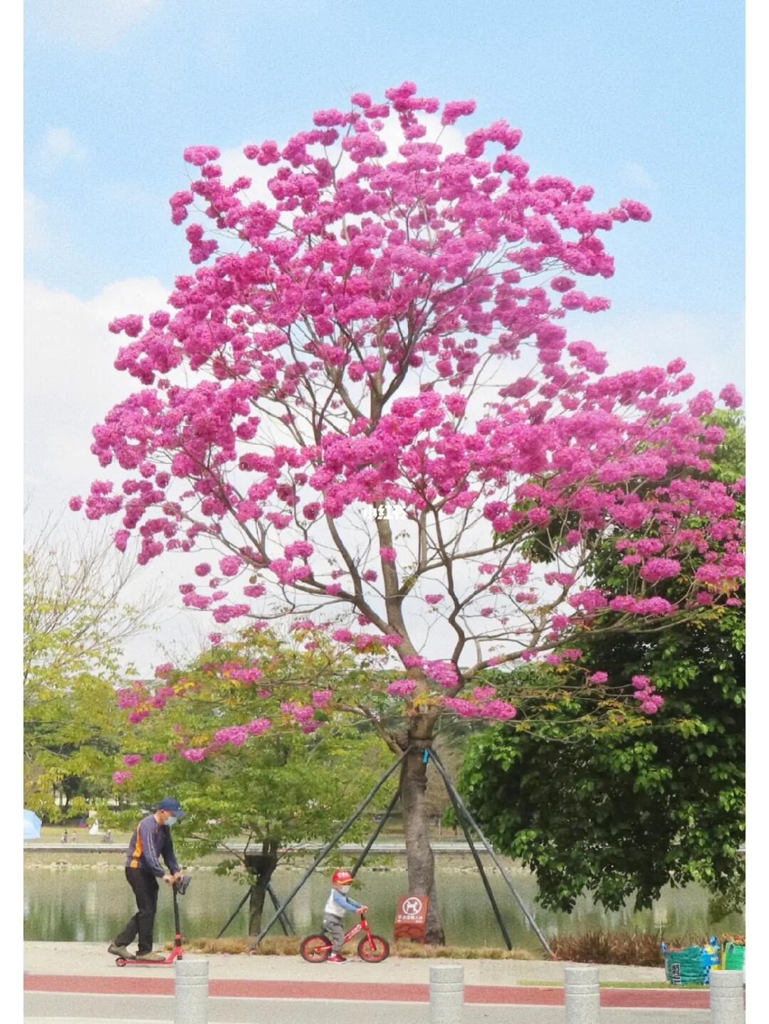 东莞🌸粉紫色风铃木｜满树的粉色绣球