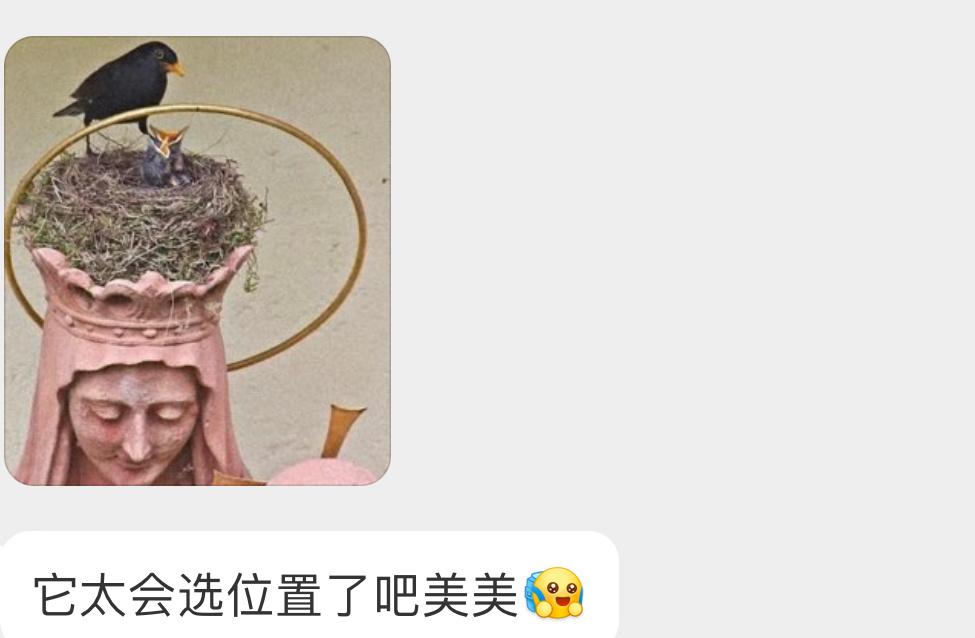 这只乌鸫筑巢的地方好好玩突然神圣起来 ​​​