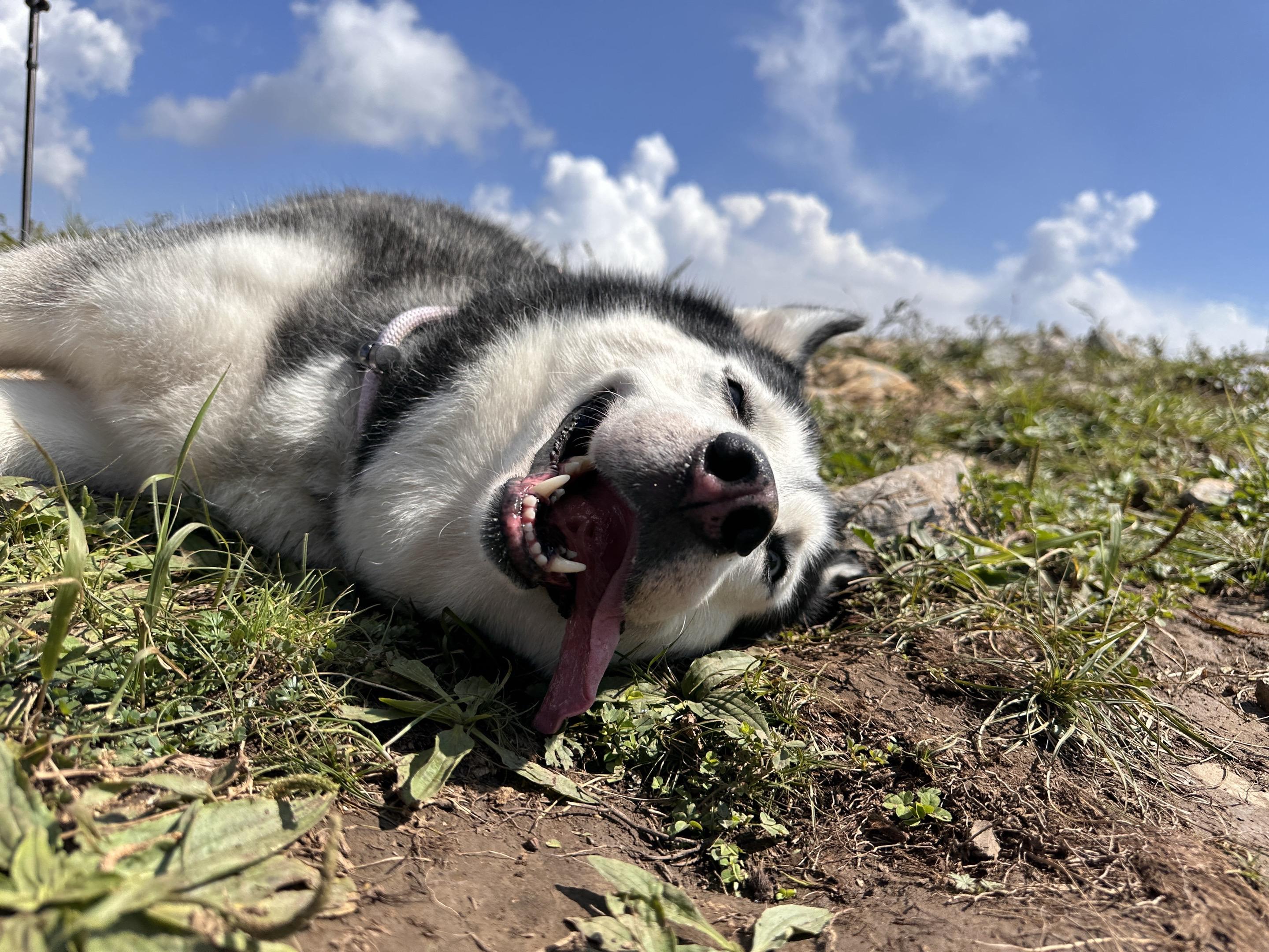 狗生第一次徒步，8.6km达成✅。这次徒步纠结了好久，好怕她体力不行...