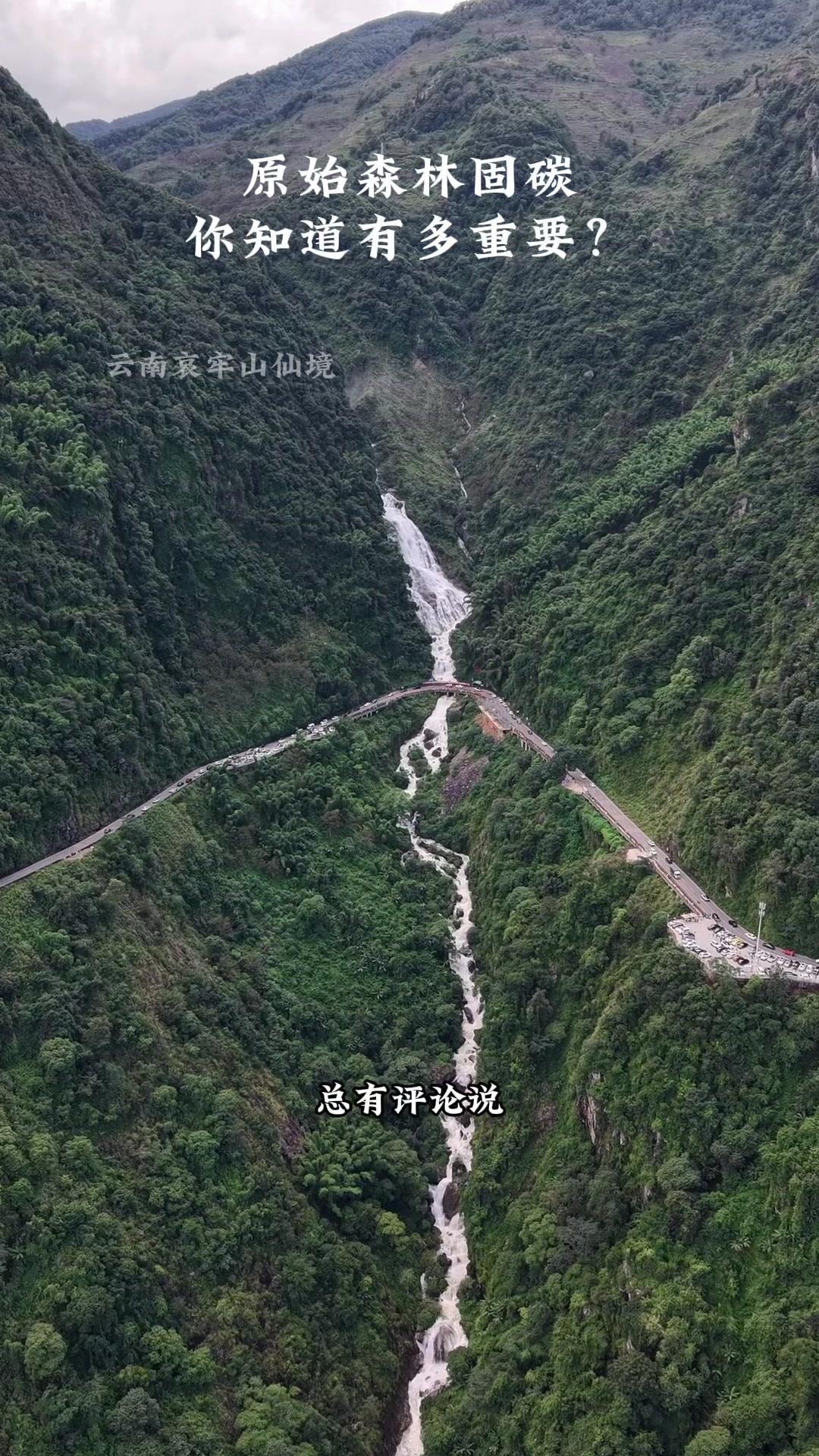 1️⃣**森林固碳**：树木通过光合作用把大气中过量二氧化碳转化为生物量，锁进树